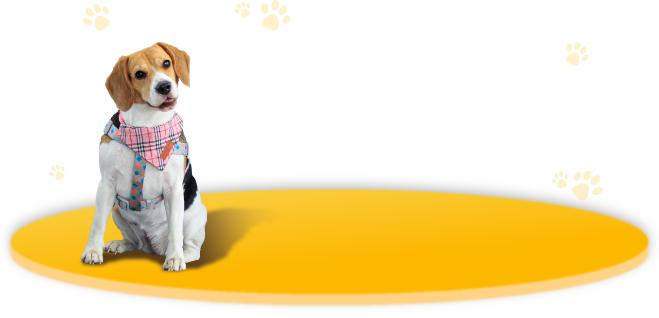 Perro beagle con pañuelo sentado sobre un fondo amarillo