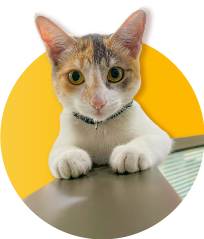 Gato asomándose con fondo amarillo circular