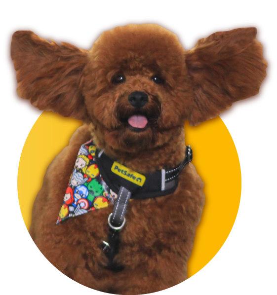 Perrito poodle con arnés colorido