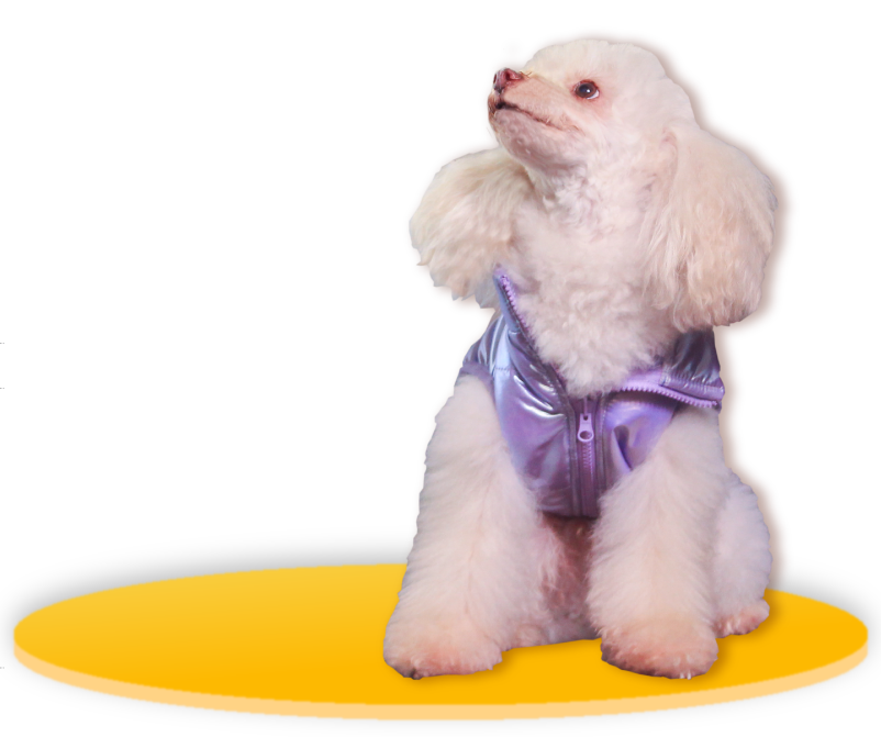 Perrito blanco con chaqueta morada sobre fondo amarillo